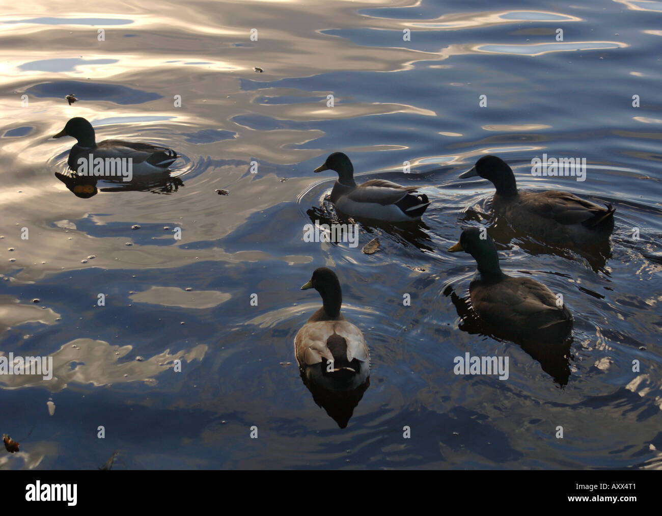 Canard colvert sur l'eau (Anas platyrhynchos) Banque D'Images