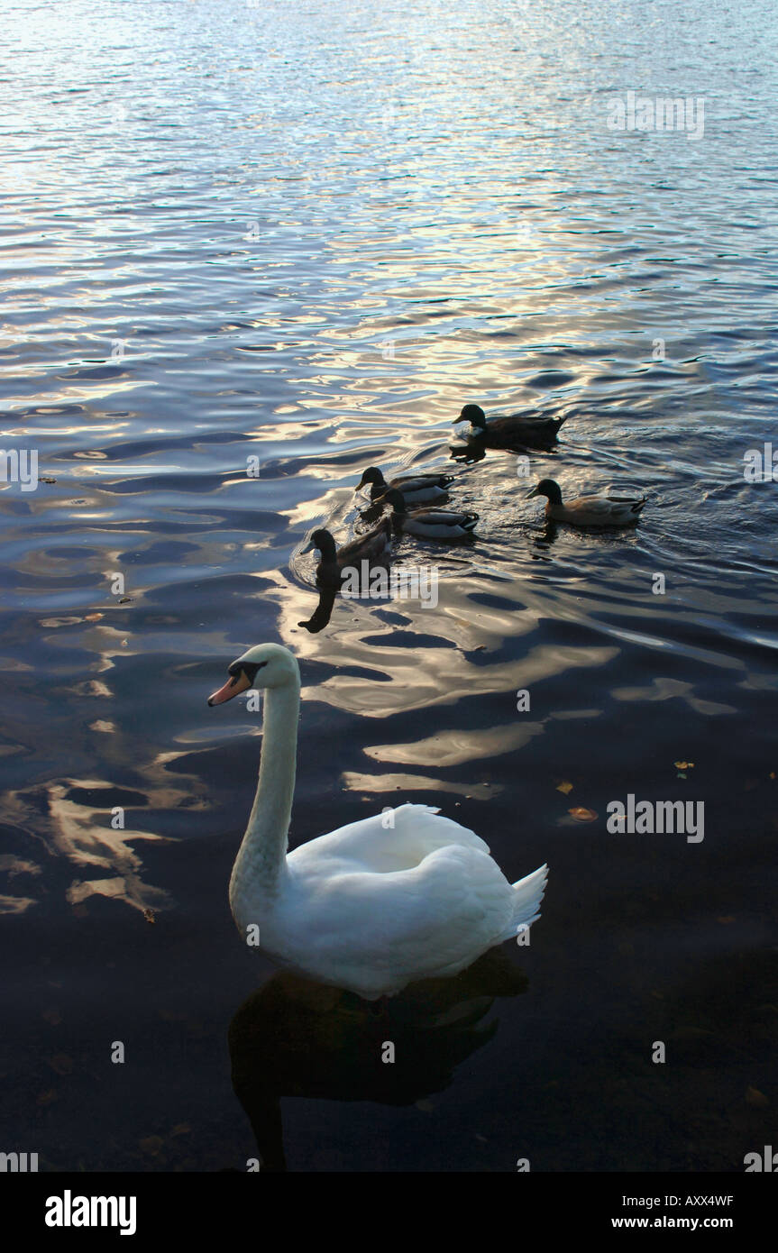 Cygne muet & Canard colvert Banque D'Images