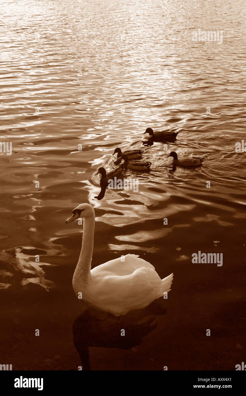 Cygne muet & Canard colvert Banque D'Images