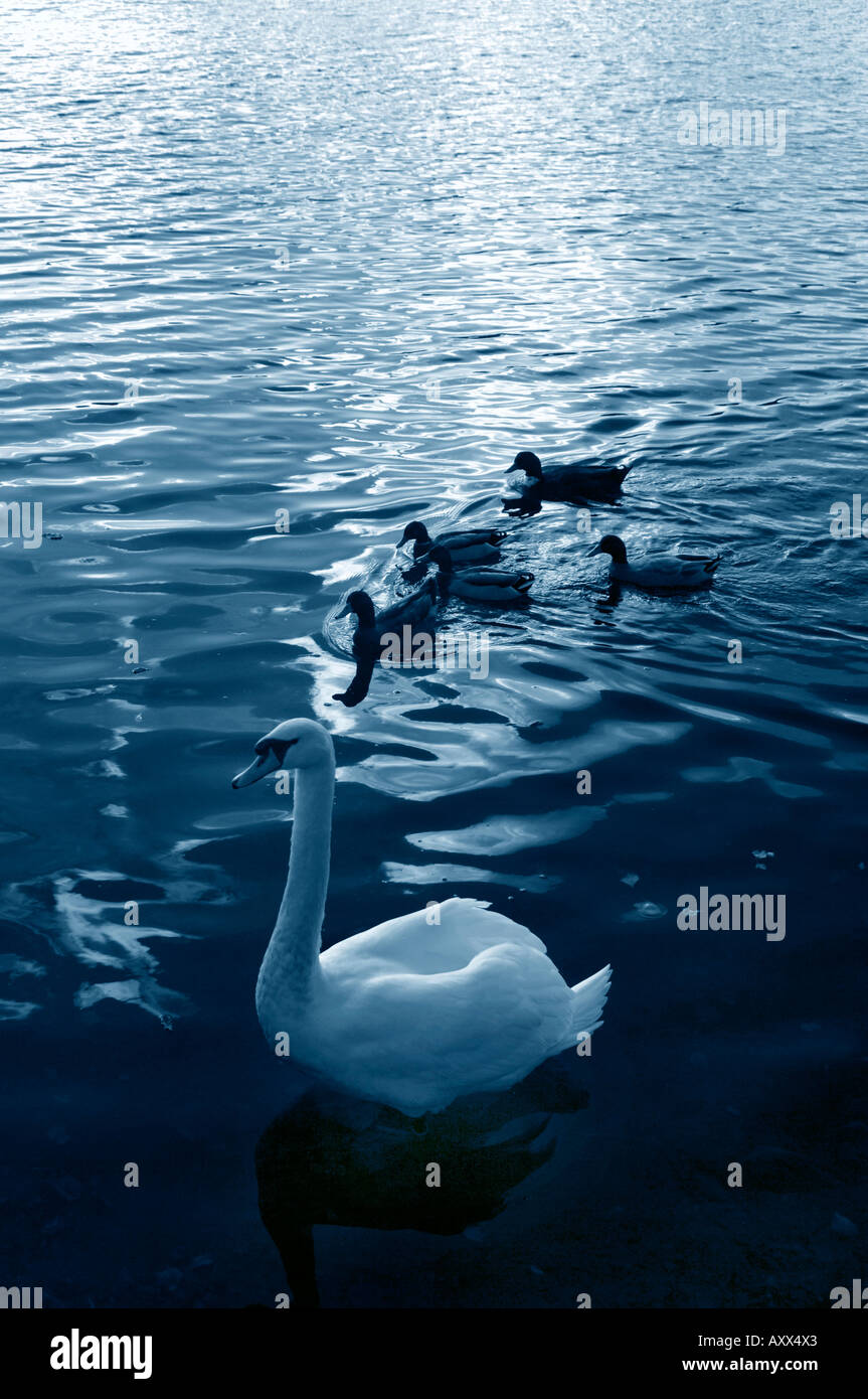Cygne muet & Canard colvert Banque D'Images