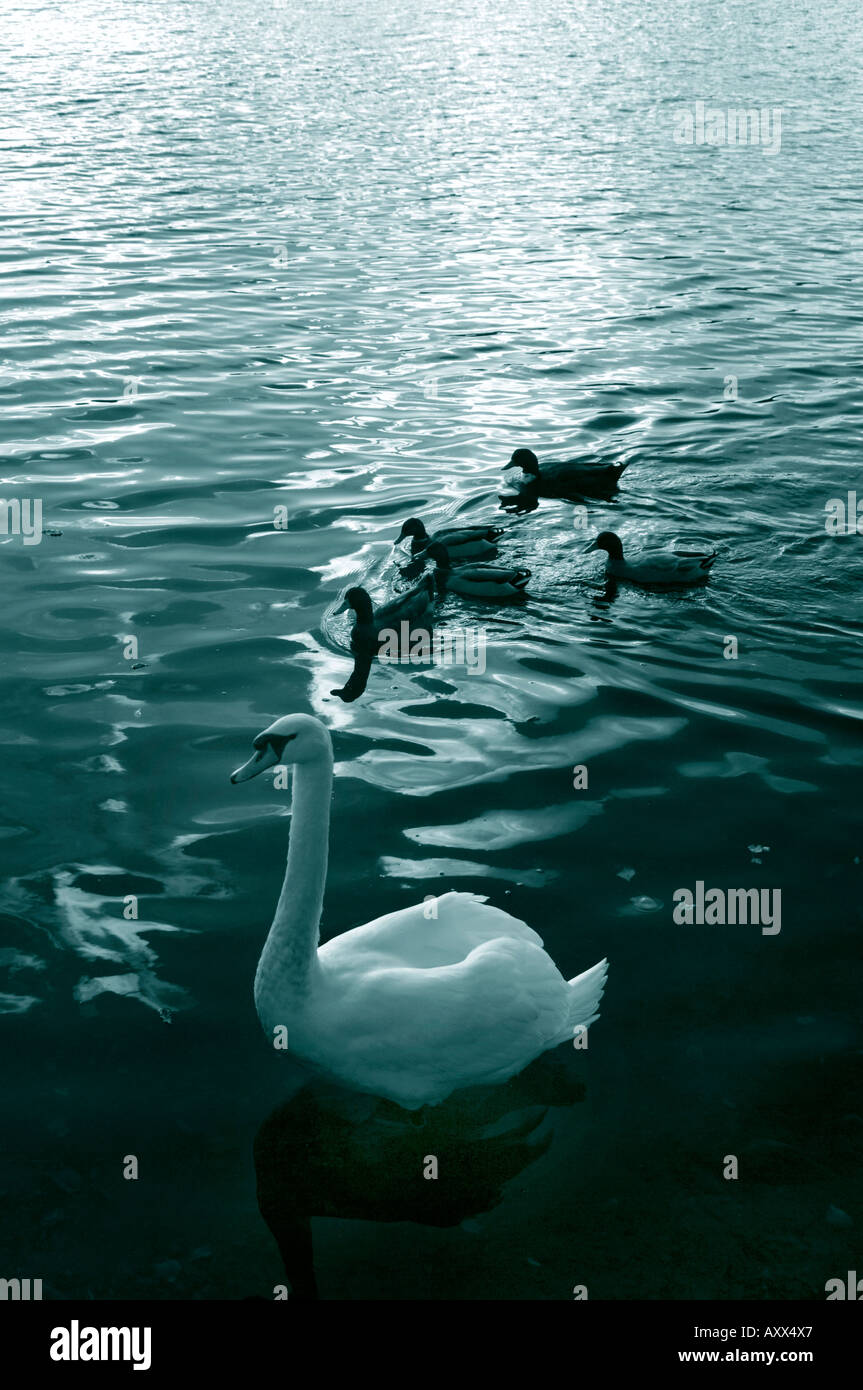 Cygne muet & Canard colvert Banque D'Images