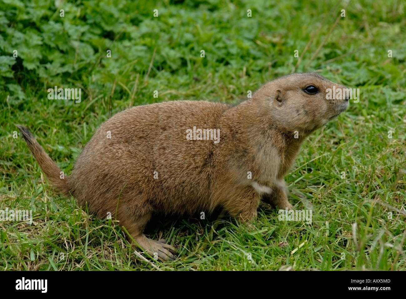 Black-Tailed Prairie Dog Banque D'Images