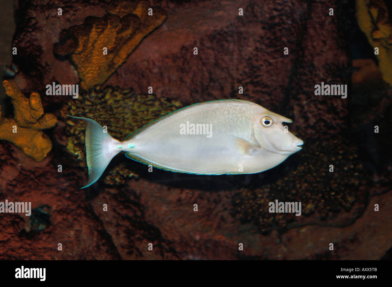 Annalatus Whitemargin Goldfish (NASO) Banque D'Images