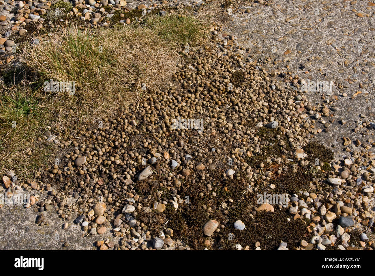 Les crottes de lapin marquant son territoire Banque D'Images