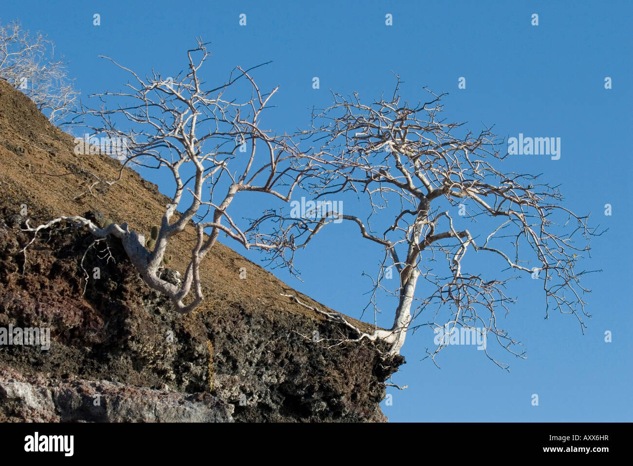 L'érosion s'exposer les racines de l'arbre de l'île des Galapagos palo santo Banque D'Images