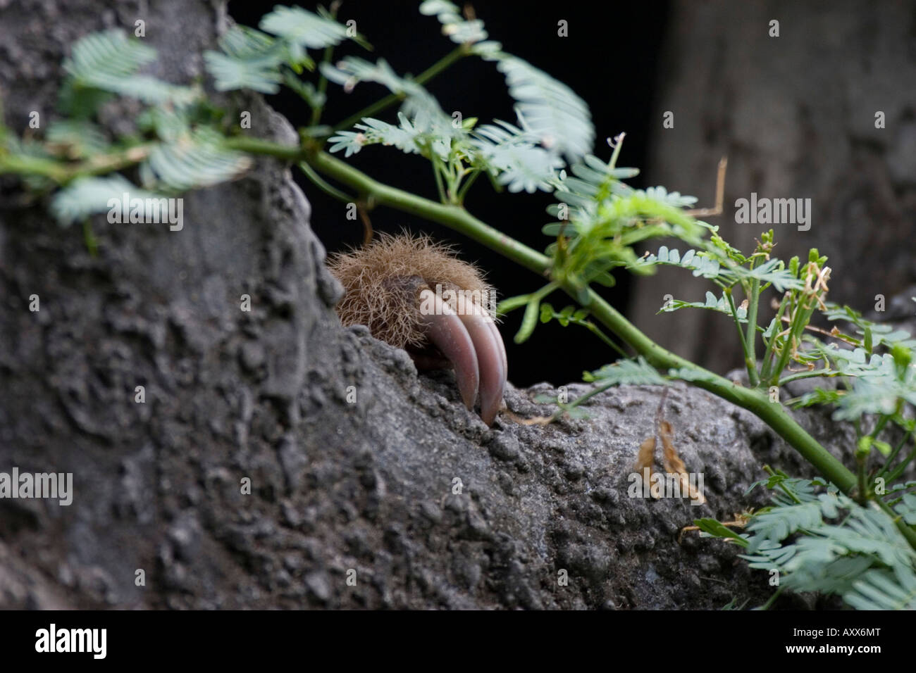 Hoffmann s deux orteils, Sloth Choloepus hoffmanni montrant ses griffes aux pieds Banque D'Images