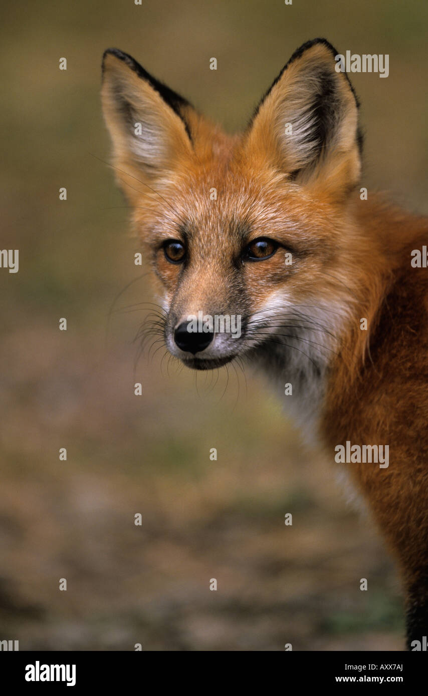 Redfox, (Vulpes vulpes), Ivanhoe Lake, Ontario, Canada Banque D'Images