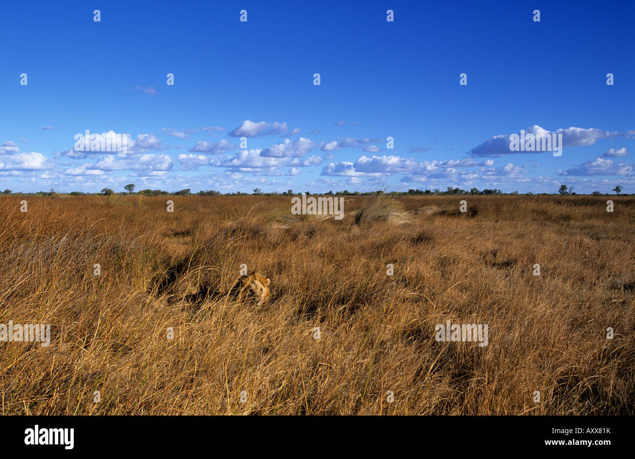 Lion (Panthera leo), Savuti, Chobe National Park, Botswana Banque D'Images