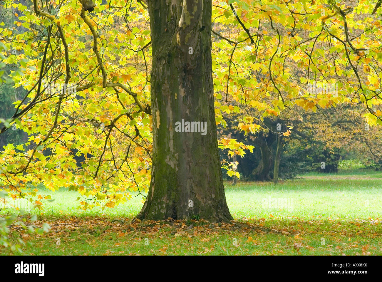 Arbre plan jaunissent en automne Platanus acerifolia Banque D'Images