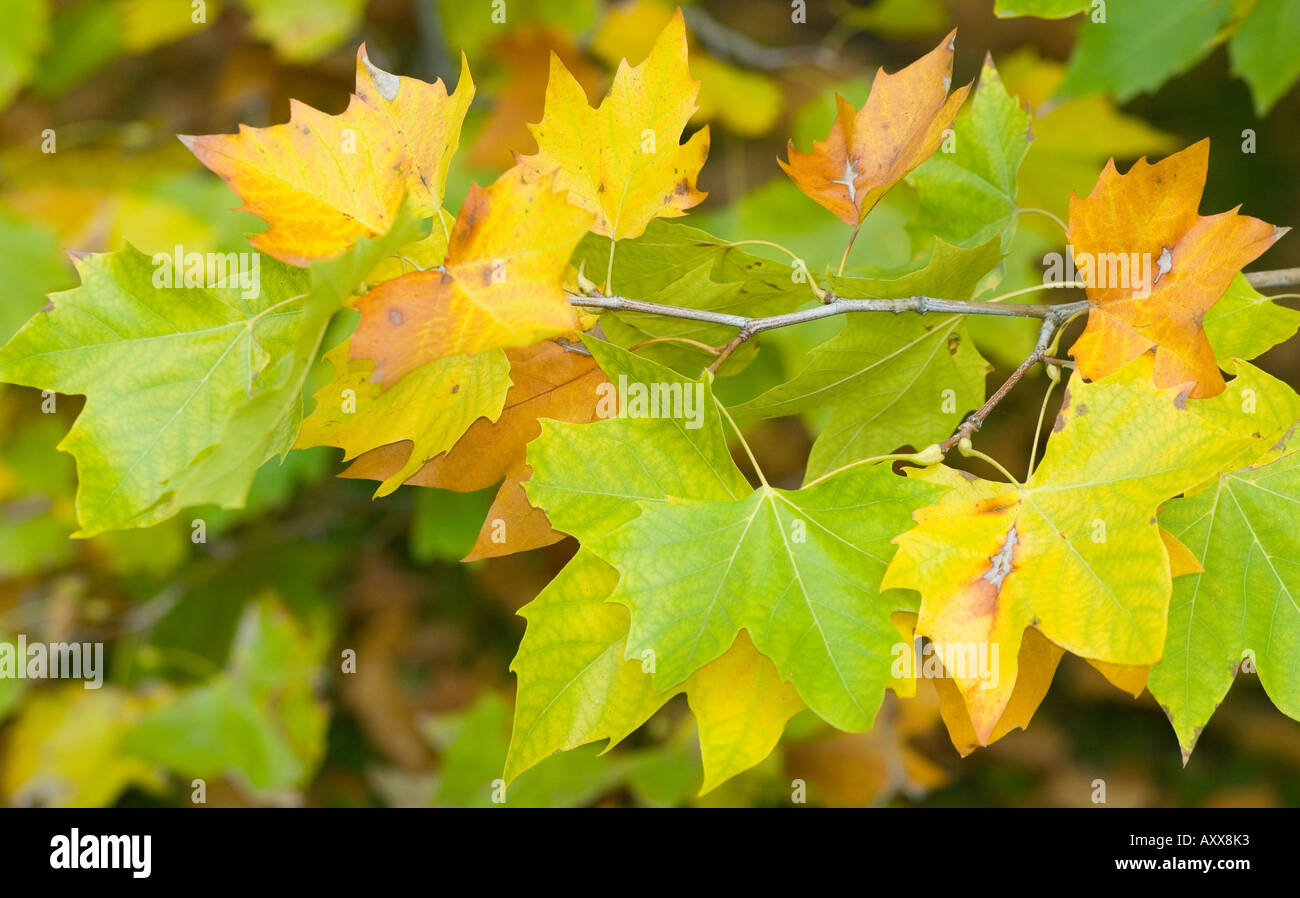 Les feuilles de platane jaunissent en automne Platanus acerifolia Banque D'Images