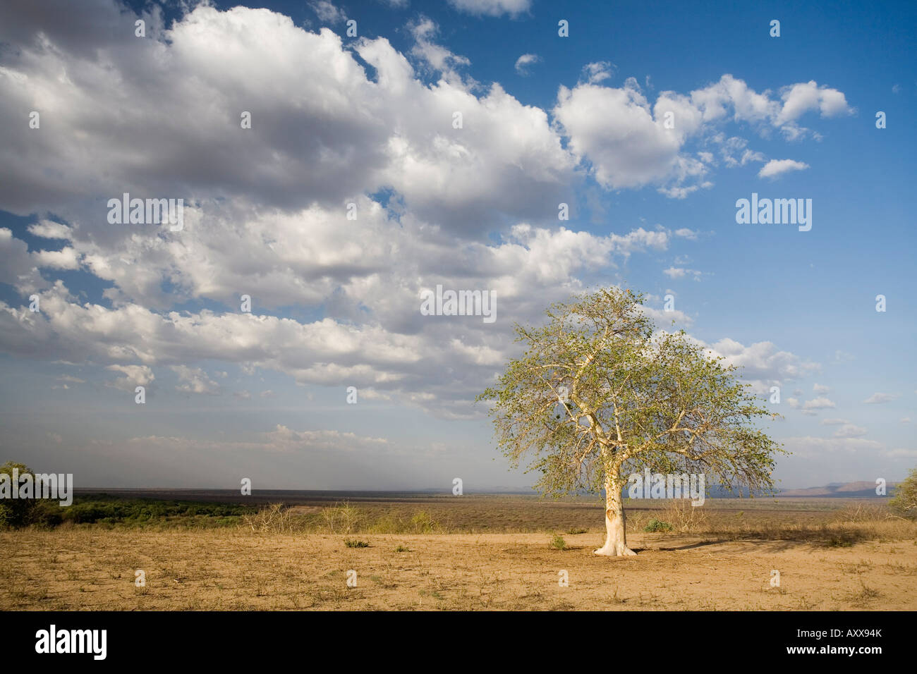 Arbre isolé dans le paysage près de la rivière Omo au sud de l'Éthiopie, l'Éthiopie, l'Afrique Banque D'Images
