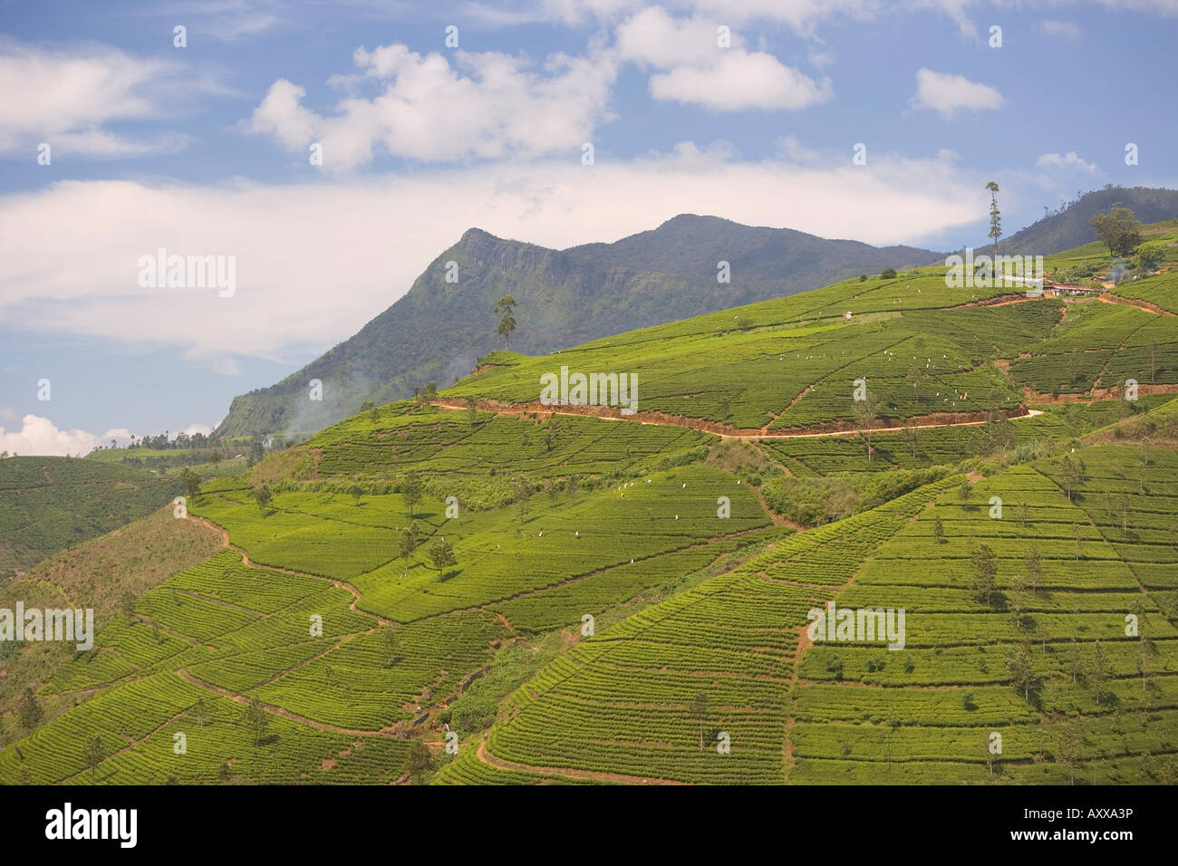 Les plantations de thé dans les collines de thé, près de Nuwara Eliya, Hill Country, au Sri Lanka, en Asie Banque D'Images