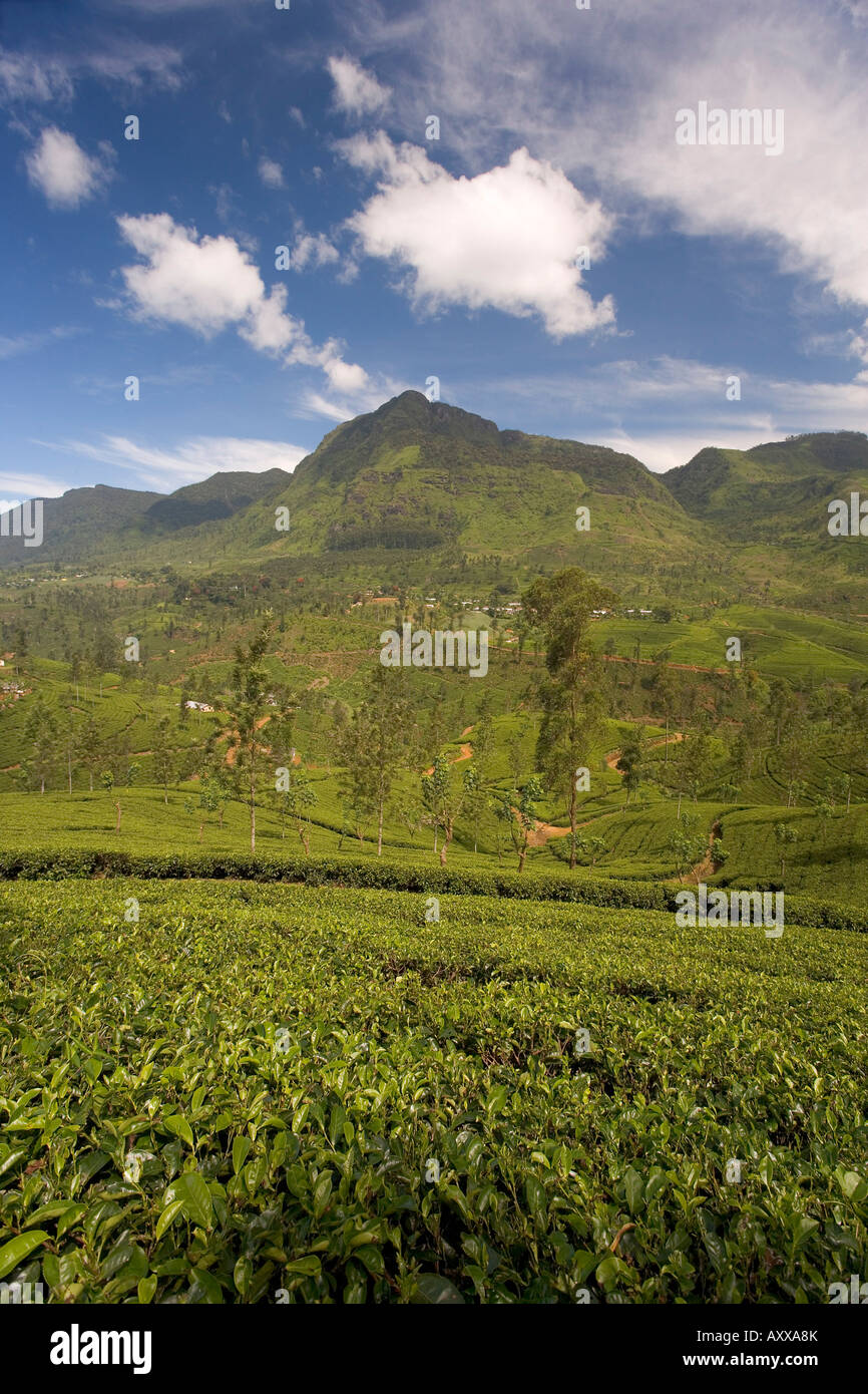 Les plantations de thé dans les collines de thé, près de Nuwara Eliya, Hill Country, au Sri Lanka, en Asie Banque D'Images