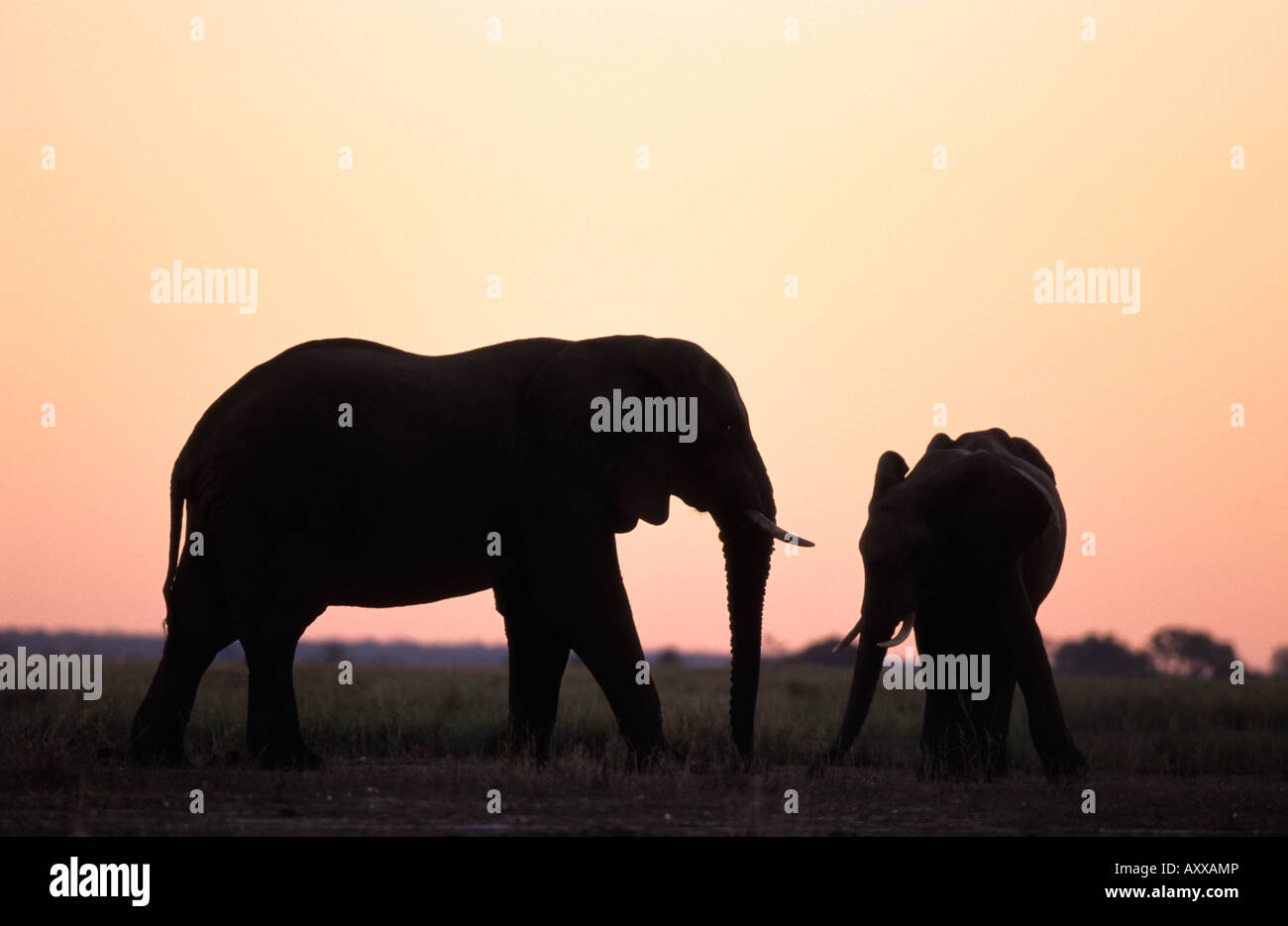 L'éléphant africain (Loxodonta africana),, rivière Chobe, Chobe National Park, Botswana Banque D'Images