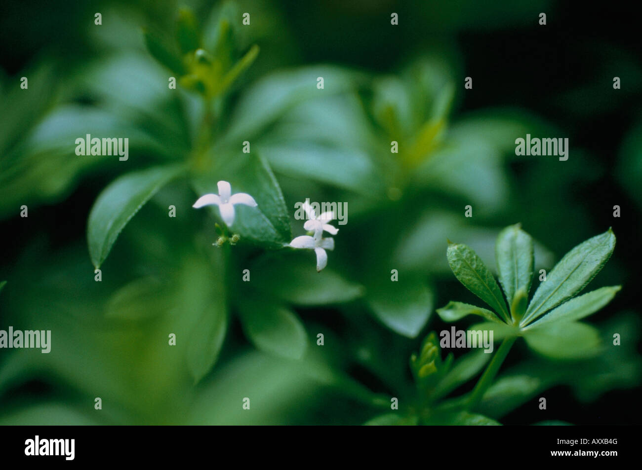 Woodruff, Sweet Woodruff, Doux, asperula odorata / Galium odoratum, Blanc, asperula odorata,, le Galium odoratum, Banque D'Images