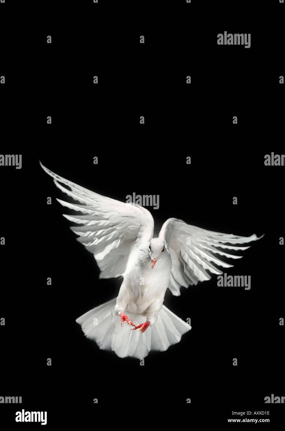 Avec colombe Banque de photographies et d’images à haute résolution - Alamy