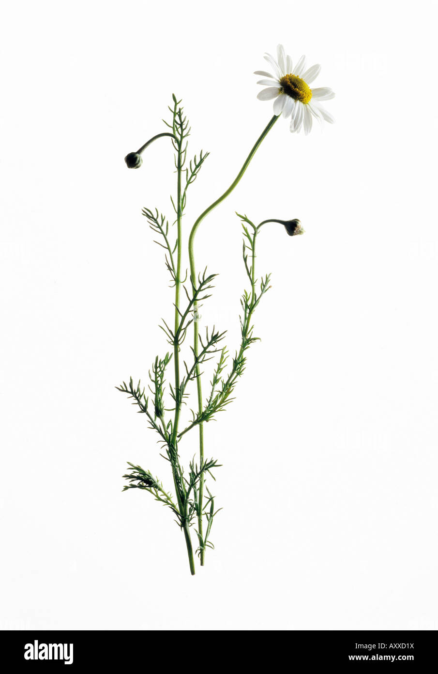 Camomille, Chamaemelum nobile, marguerite blanche fleurs sur de longues  tiges sur un fond blanc Photo Stock - Alamy