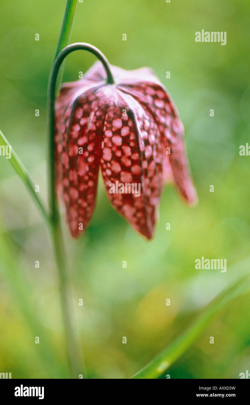 Fritillary, tête du serpent fritillary, Serpent, chef, Fritillaria meleagris, rouge, Fritillaria meleagris, Banque D'Images