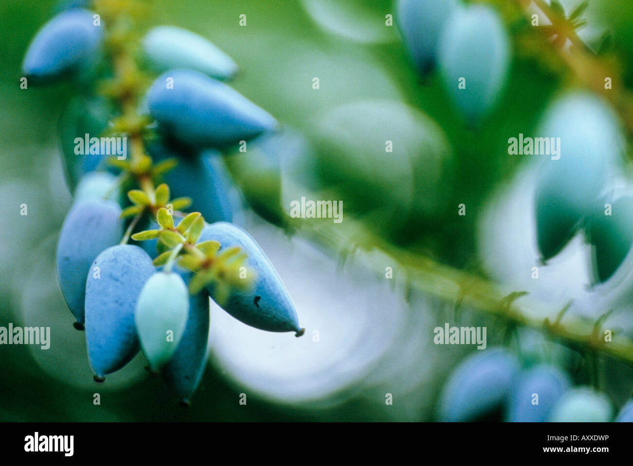 Mahonia, Close up of blue berries poussant sur un arbuste, Banque D'Images