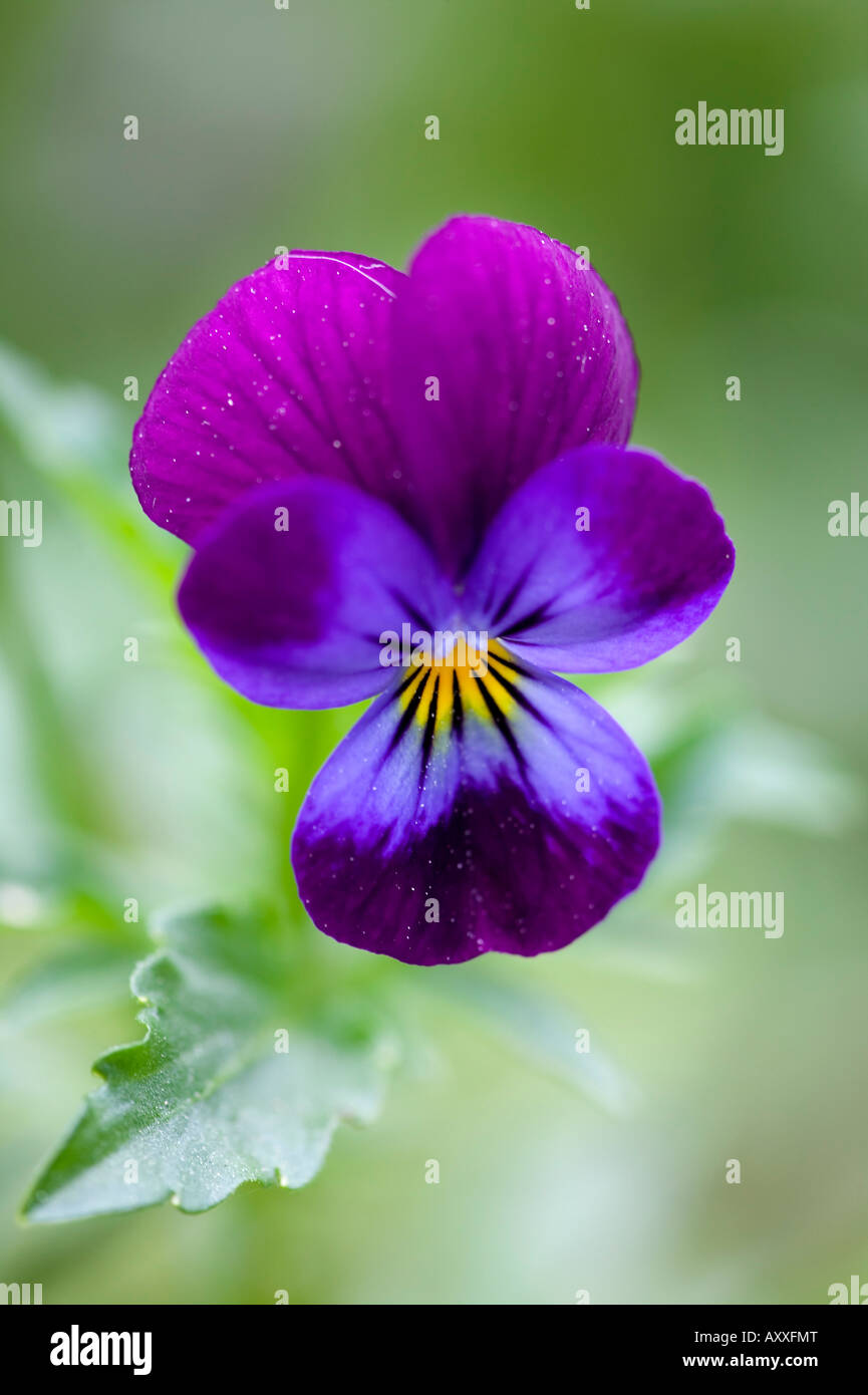 Pensée sauvage, Viola tricolor, Bielefeld, NRW, Allemagne Banque D'Images