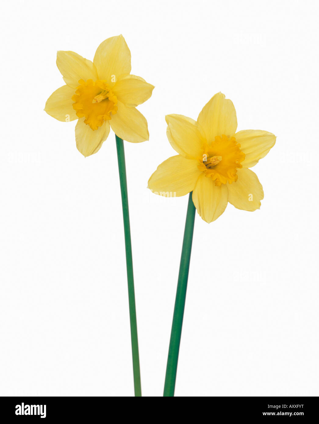 Jonquille, Narcisse, deux fleurs jaunes sur de longues tiges sur un fond  blanc Photo Stock - Alamy