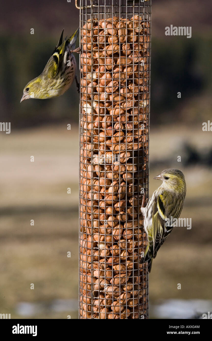 Poule de Symons sur peanut mangeoire, Ecosse, Royaume-Uni Banque D'Images