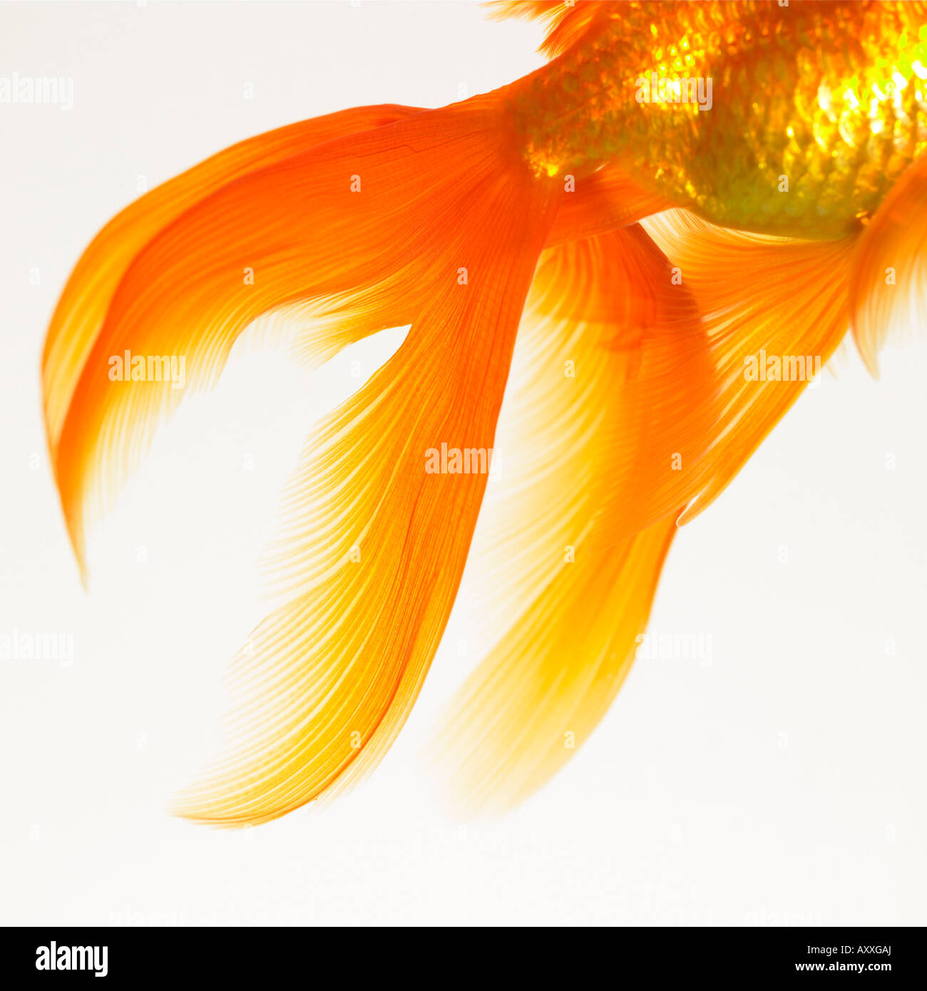 Goldfish tail Banque de photographies et d’images à haute résolution ...