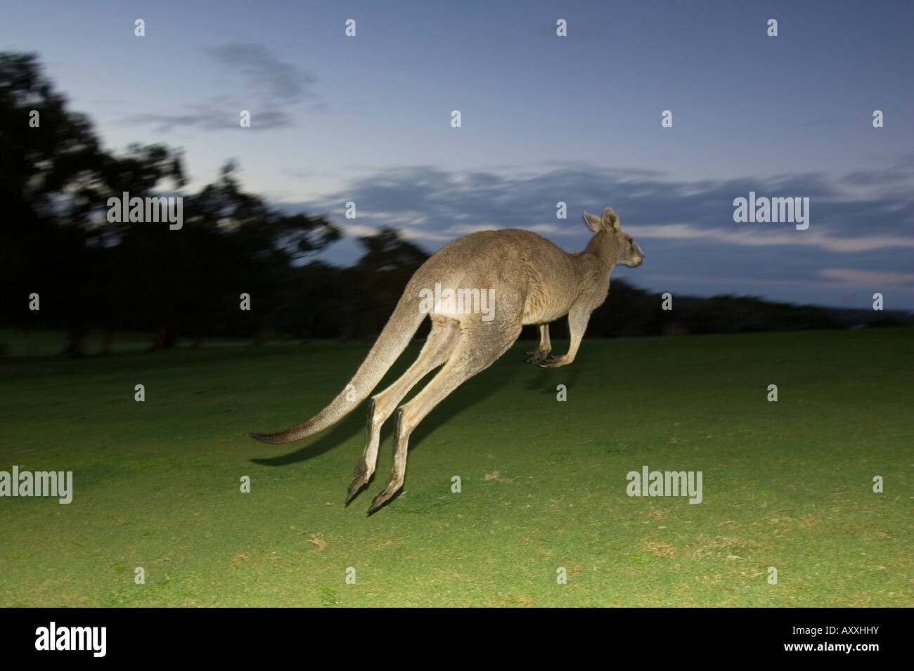 Kangourou gris de l'Est, (Macropus giganteus), Rivier, Great Ocean Road, Victoria, Australie Banque D'Images