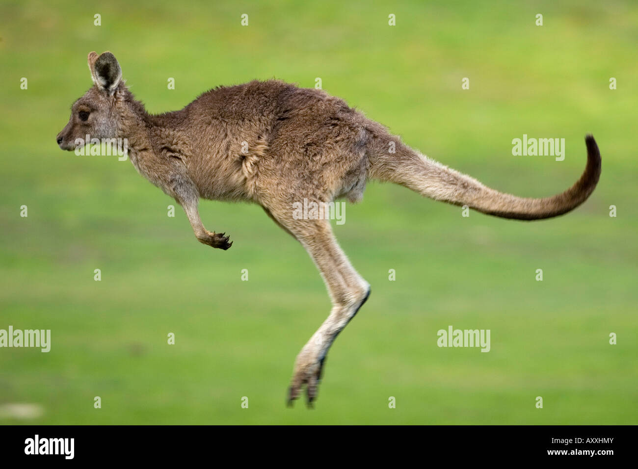 Kangourou gris de l'Est, (Macropus giganteus), Rivier, Great Ocean Road, Victoria, Australie Banque D'Images