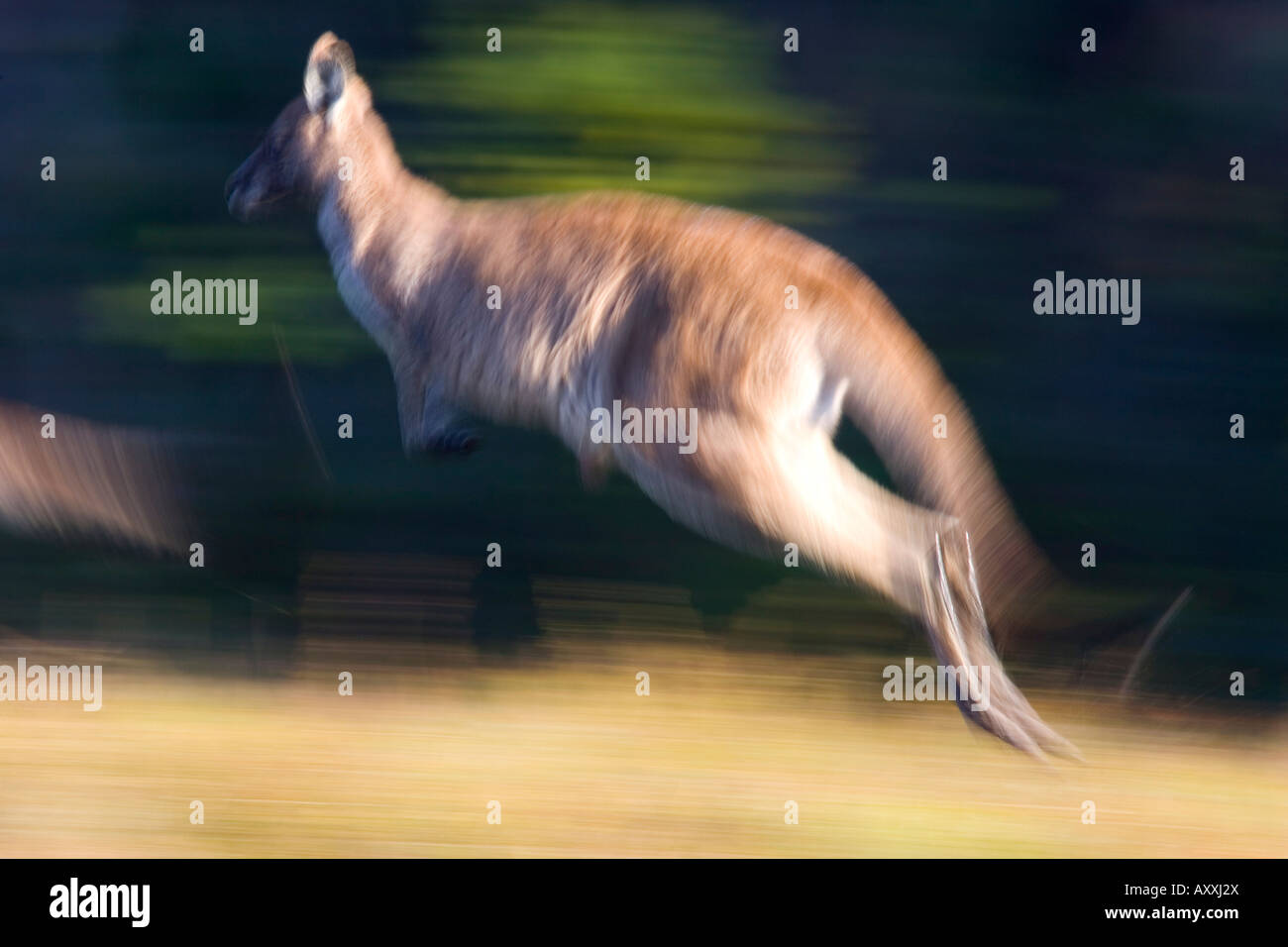 Kangourou gris de l'Est, (Macropus giganteus), Wilsons Promontory, Victoria, Australie Banque D'Images