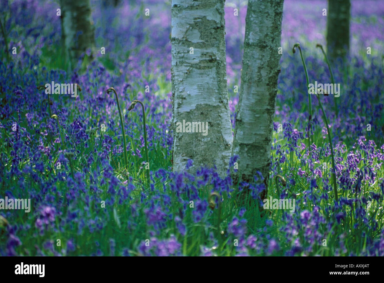 Bluebell Bluebell, bois, bois, Hyacinthoides non-scripta, Bleu, Hyacinthoides non-scripta Banque D'Images