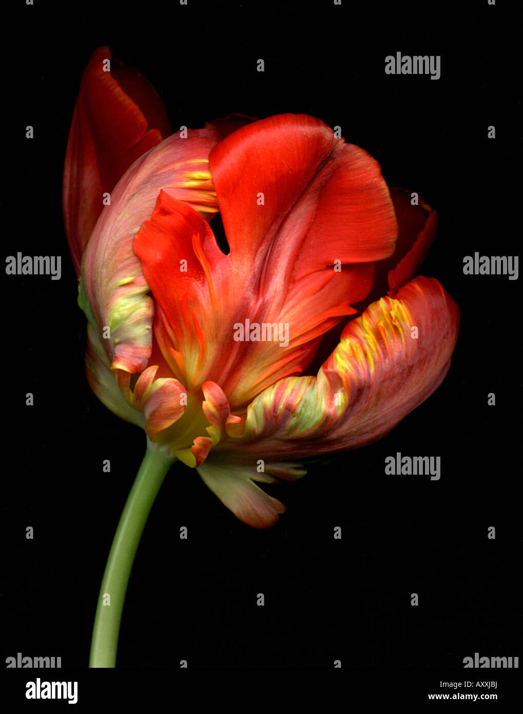 Tulip, Parrot tulip, perroquet, Tulipa 'Oiseau de paradis', rouge, Tulipa, oiseau de paradis,, Banque D'Images