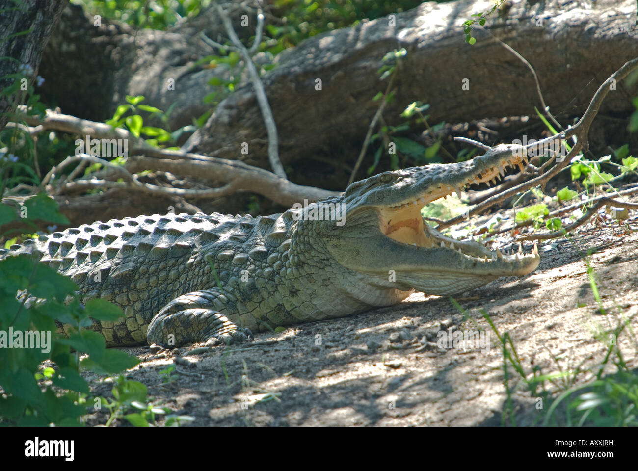 Un crocodile du Nil de soleil lui-même sur les bords d'un étang, avec bouche ouverte Banque D'Images