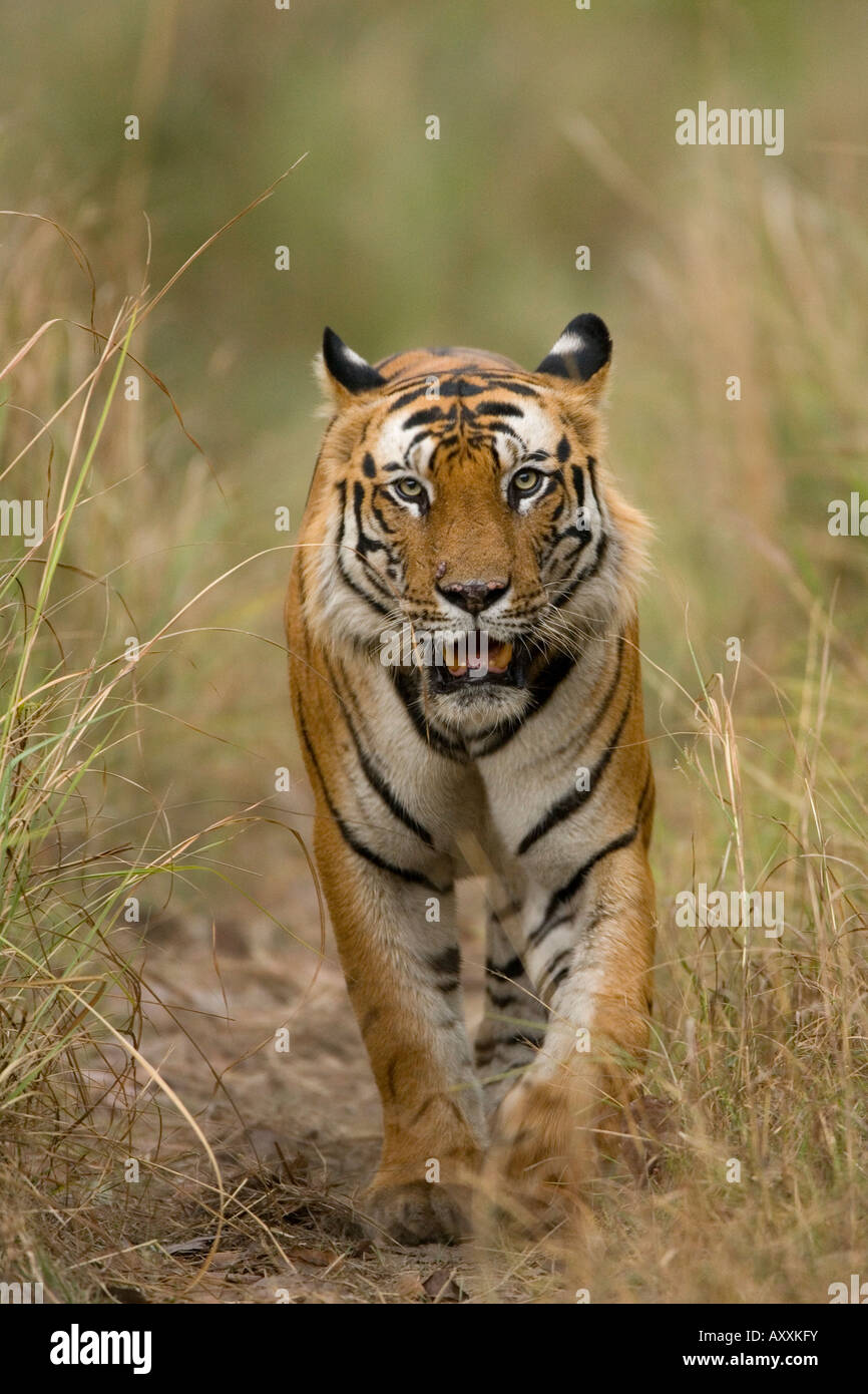Tigre du Bengale (Panthera tigris tigris), Bandhavgarh, Madhya Pradesh, Inde Banque D'Images