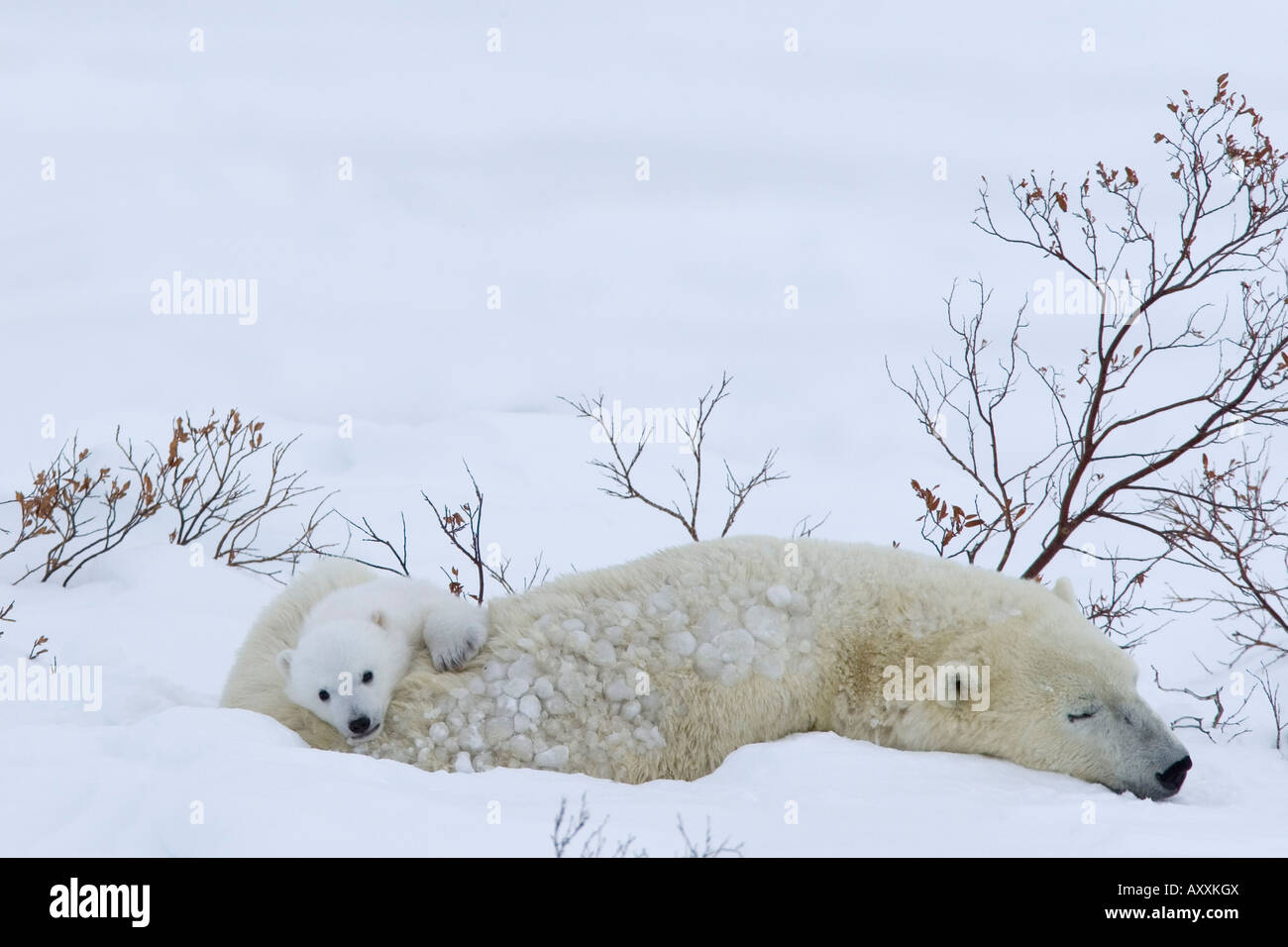 L'ours polaire, avec leurs petits (Ursus maritimus), Churchill, Manitoba, Canada Banque D'Images