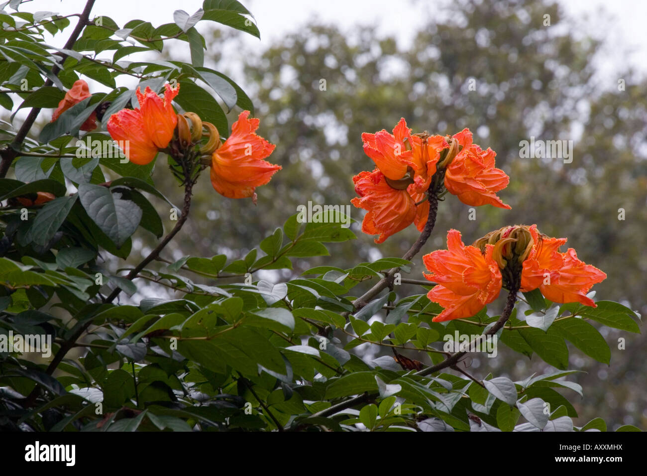Belles fleurs indiennes Banque D'Images