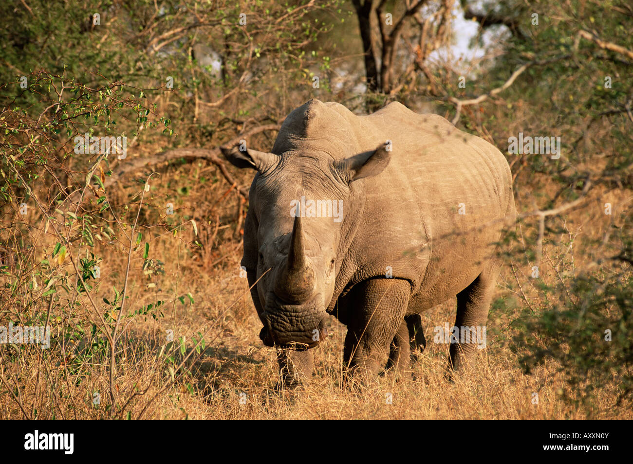 Le rhinocéros blanc (Ceratotherium simum), Mala Mala Game Reserve, Sabi Sand Park, Afrique du Sud, l'Afrique Banque D'Images