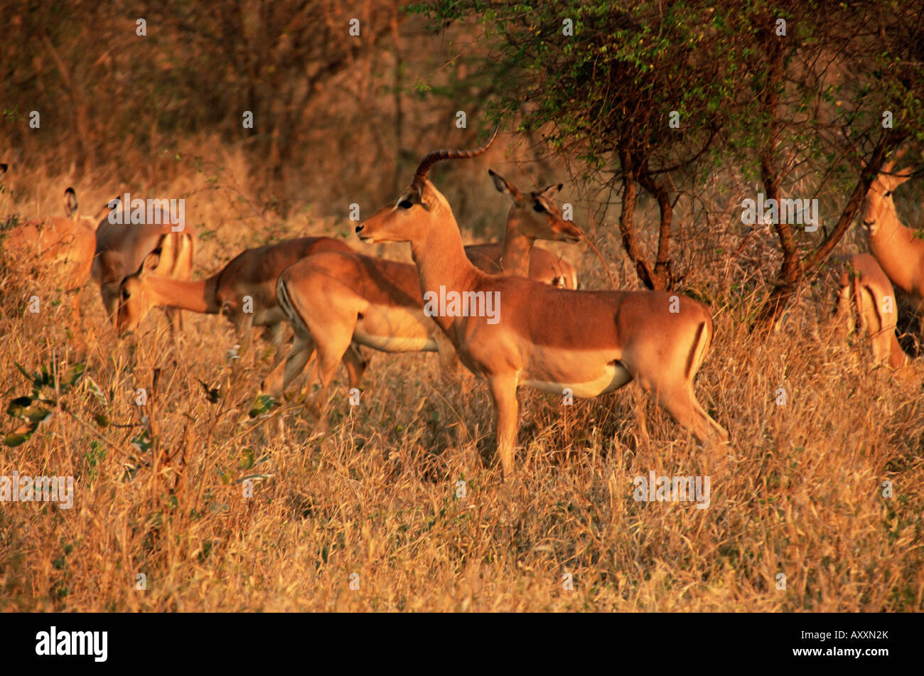 Impala (Aepyceros melampus), Mala Mala Game Reserve, Sabi Sand Park, Afrique du Sud, l'Afrique Banque D'Images