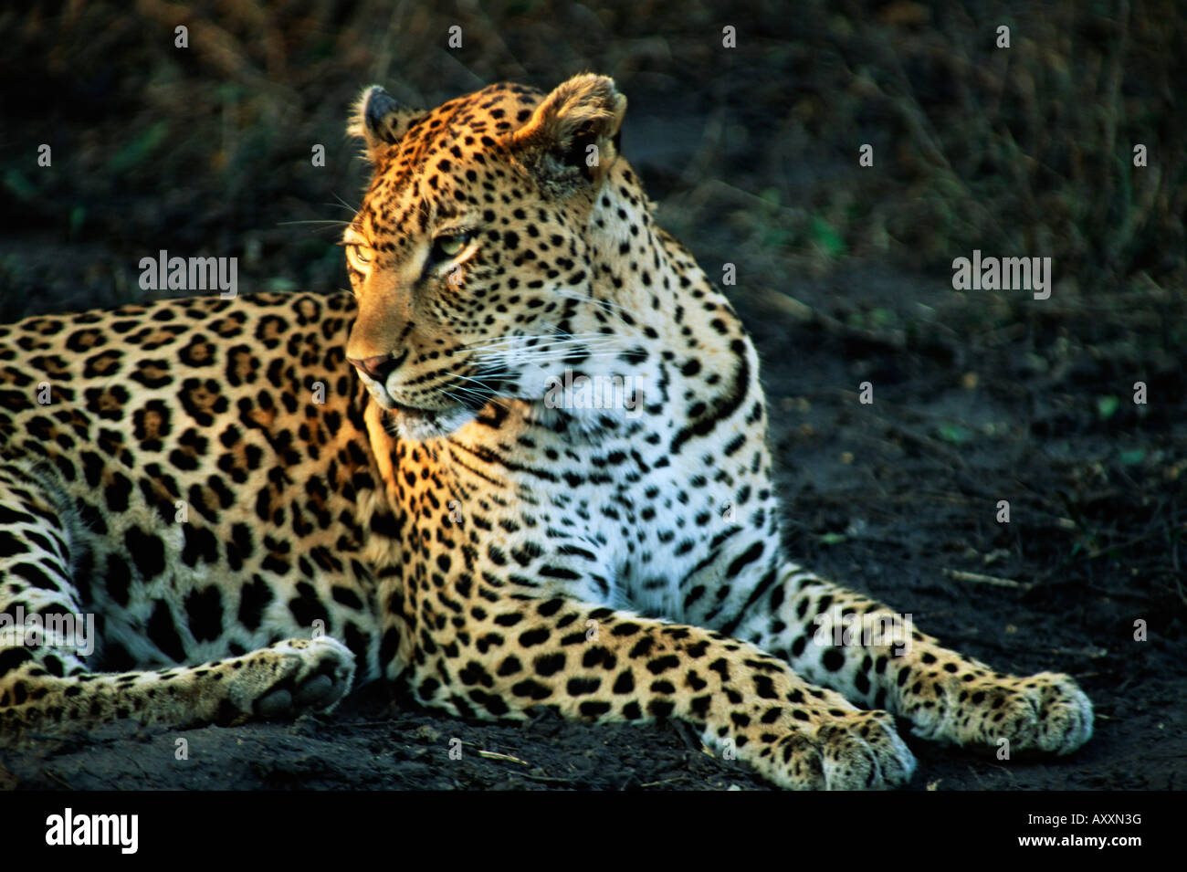 Leopard (Panthera pardus), Mala Mala Game Reserve, Sabi Sand Park, Afrique du Sud, l'Afrique Banque D'Images