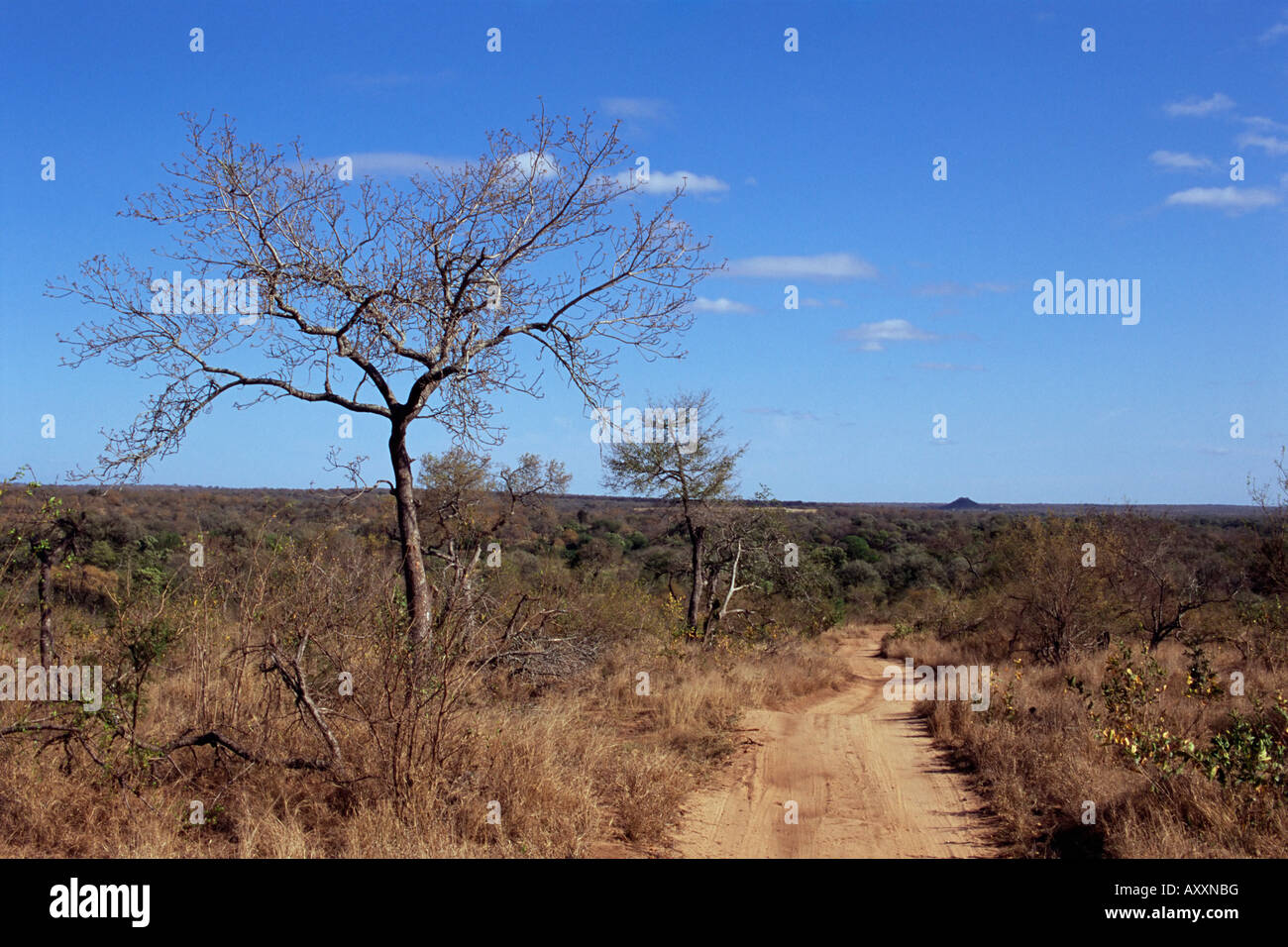 Mala Mala Game Reserve, Sabi Sand Park, Afrique du Sud, l'Afrique Banque D'Images
