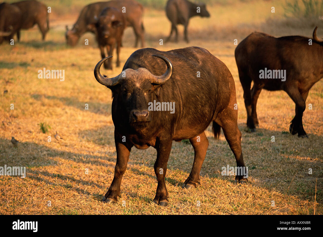 Cyncerus caffer buffle (), Mala Mala Game Reserve, Sabi Sand Park, Afrique du Sud, l'Afrique Banque D'Images