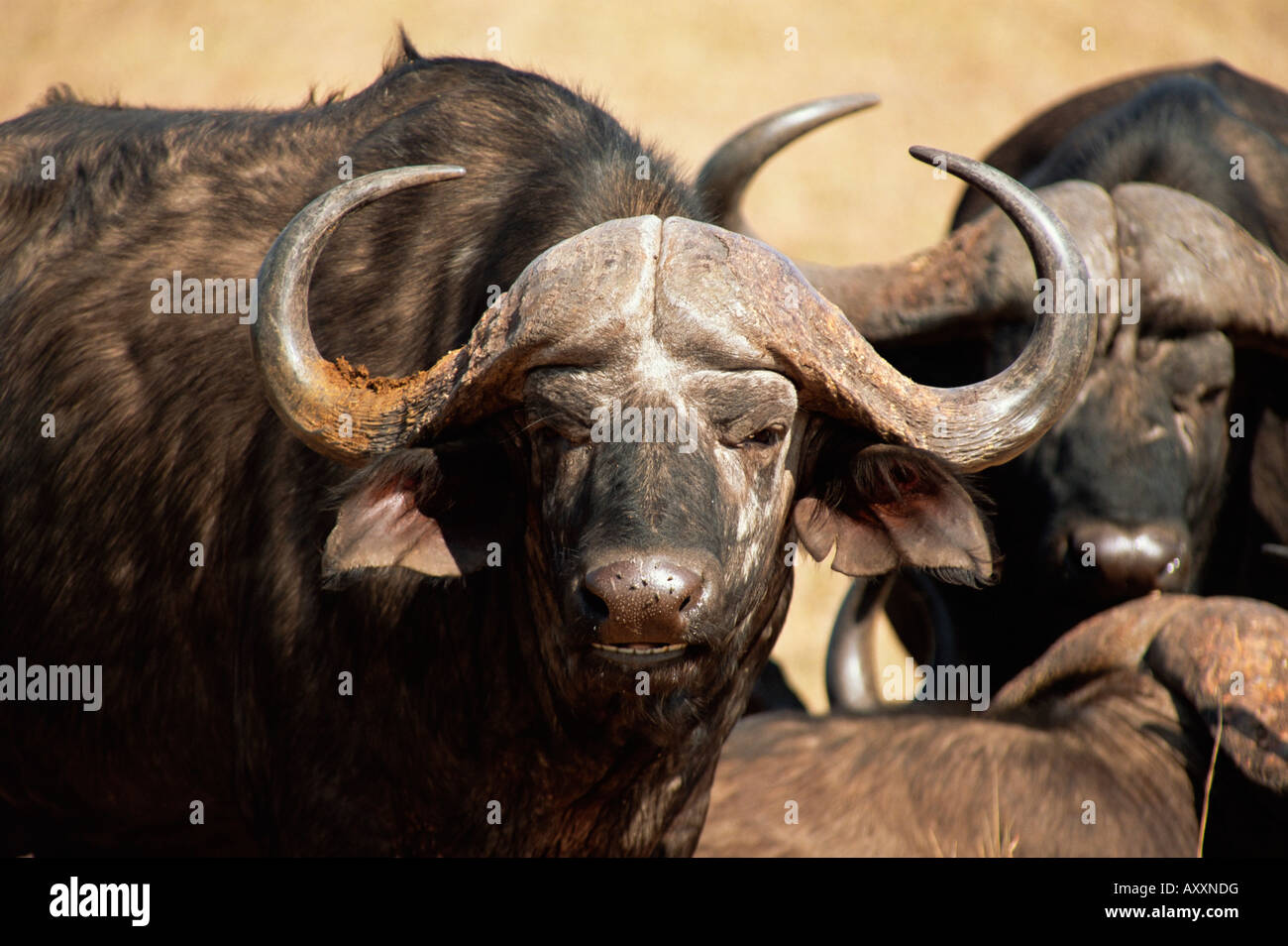 Close-up of African buffalo (Cyncerus caffer), Mala Mala Game Reserve, Sabi Sand Park, Afrique du Sud, l'Afrique Banque D'Images