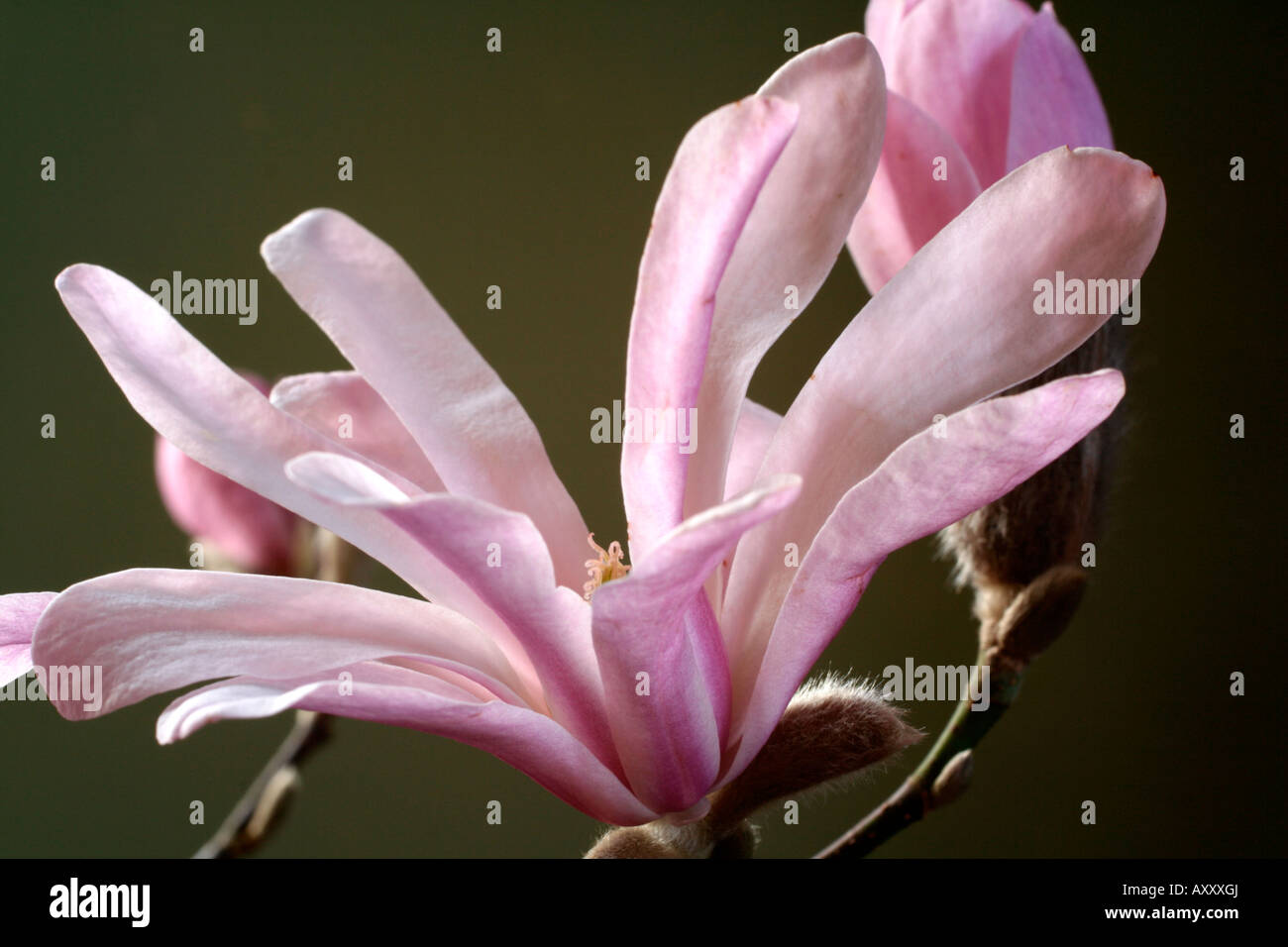 MAGNOLIA X LOEBNERI LEONARD MESSEL AGM Banque D'Images