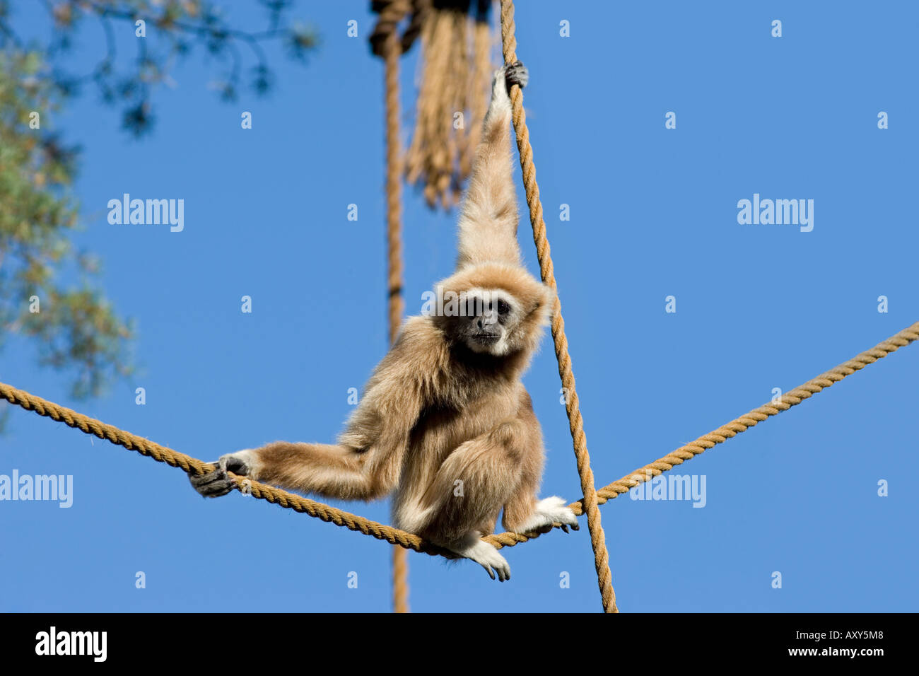 White-remis Gibbon (Hylobates lar) Banque D'Images