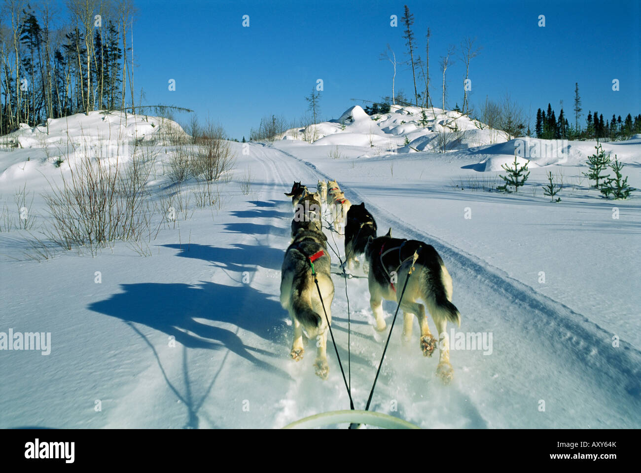 L Equipe De Chien De Traineau De Dessin Quebec Canada Amerique Du Nord Photo Stock Alamy