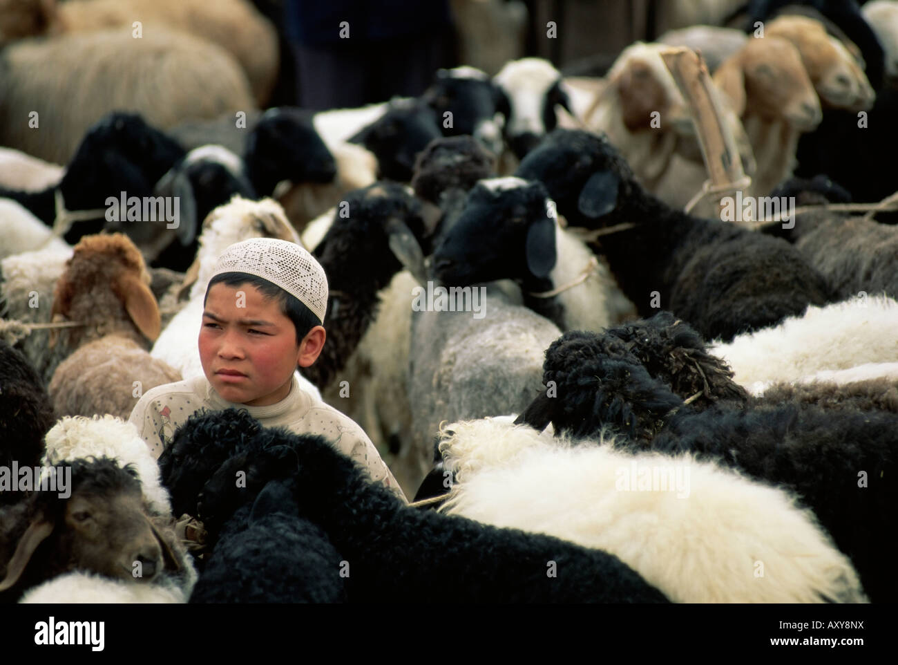 Garçon ouïgour entouré de moutons, marché du dimanche, Kashi, Xinjiang, Chine, Asie Banque D'Images