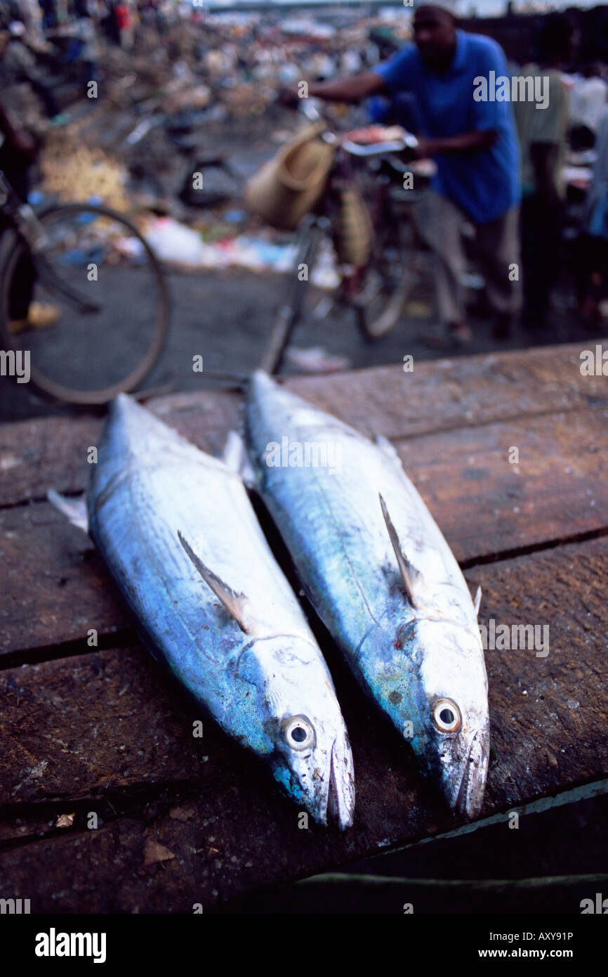 Deux poissons pour la vente au marché aux poissons tous les matins, Stone Town, l'île de Zanzibar, Tanzanie, Afrique orientale, Afrique du Sud Banque D'Images