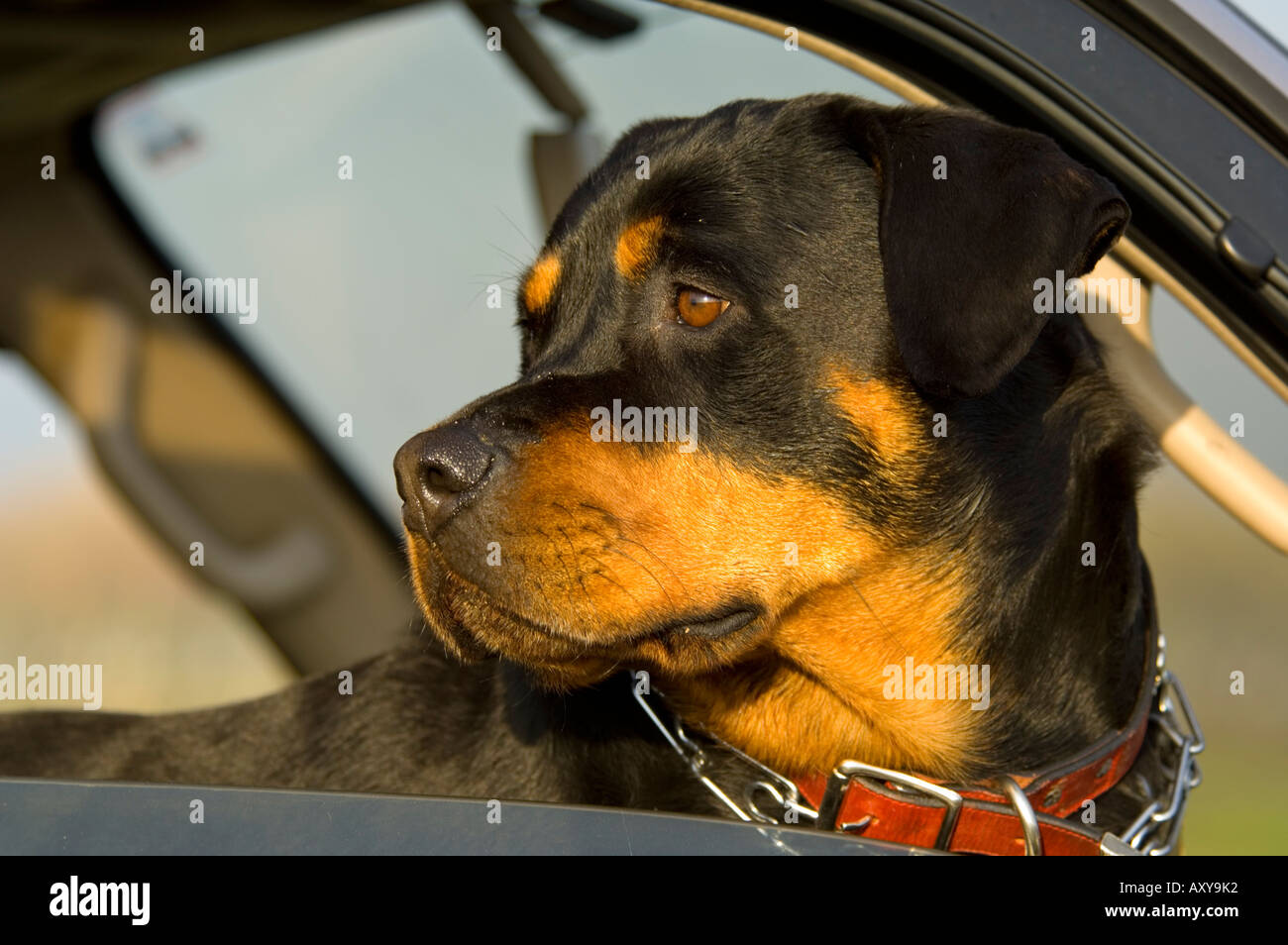 Rottweiler à bord voiture fenêtre Rottie chien signe dautocollant-V01 -   France