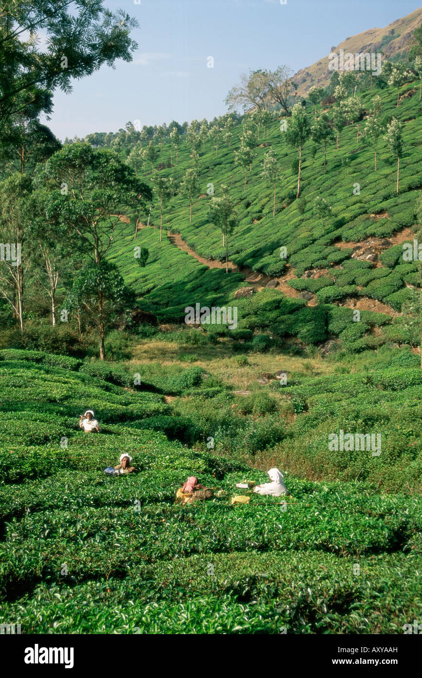 Women picking plateau dans une plantation de thé, Munnar, Western Ghats, Etat de Kerala, Inde, Asie Banque D'Images