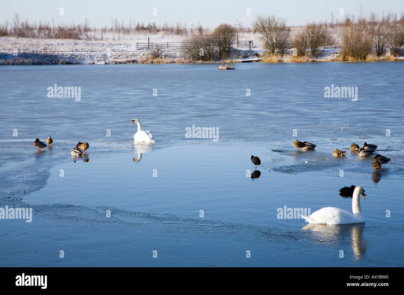 Swan pris dans la glace sur Fairburn ings West Yorkshire Banque D'Images